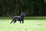 CANE CORSO 1217